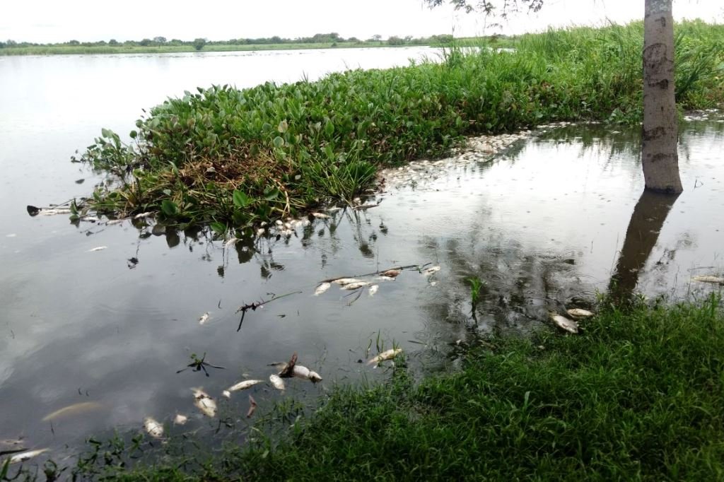Preocupación en las redes por mortandad de peces en los ríos Uruguay y Paraná