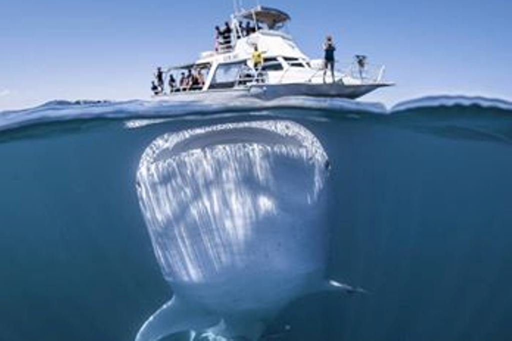 En Australia apareció el pez más grande del mundo