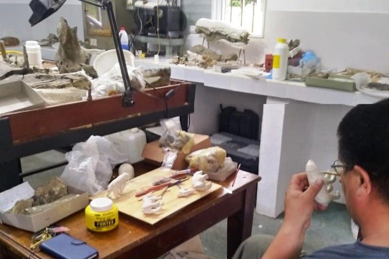 La Colección Paleontológica de la UNNE reúne fósiles recolectados a lo largo de 50 años