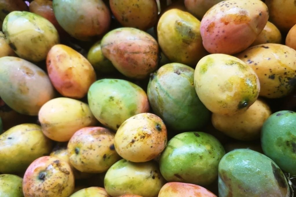 ¿Qué ciudad correntina tendrá la Fiesta del Mango Criollo?