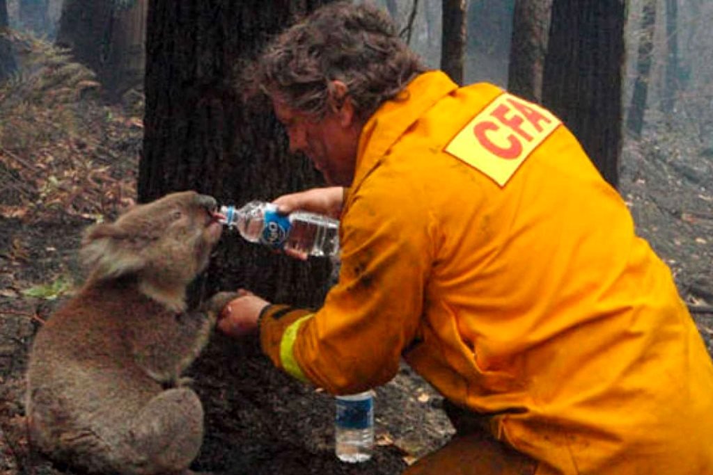 Las dramáticas cifras de los incendios en Australia: 24 muertos y más de 400 millones de animales fallecidos