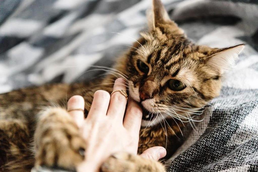 Una mujer falleció en Australia después de ser lamida por su gato