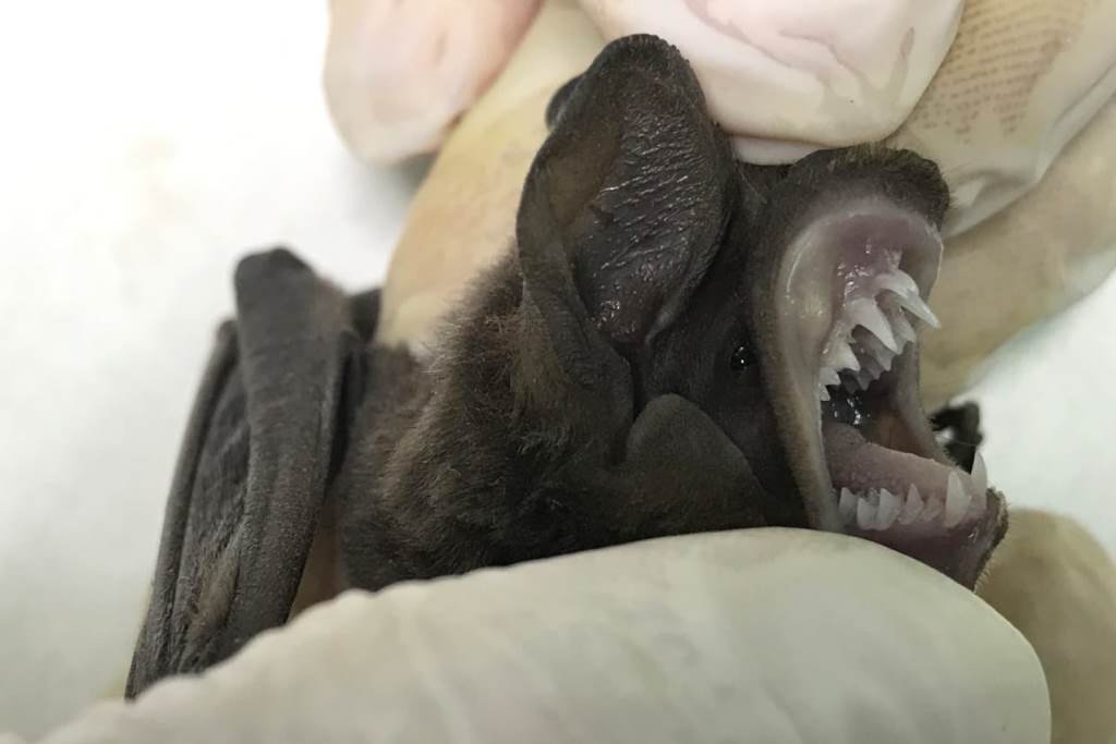 Con técnicas específicas identifican especies de murciélagos que habitan Corrientes