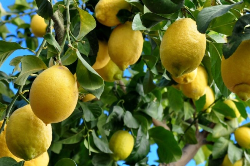 Buscan estimar el crecimiento de frutos de limón en plantaciones de Corrientes