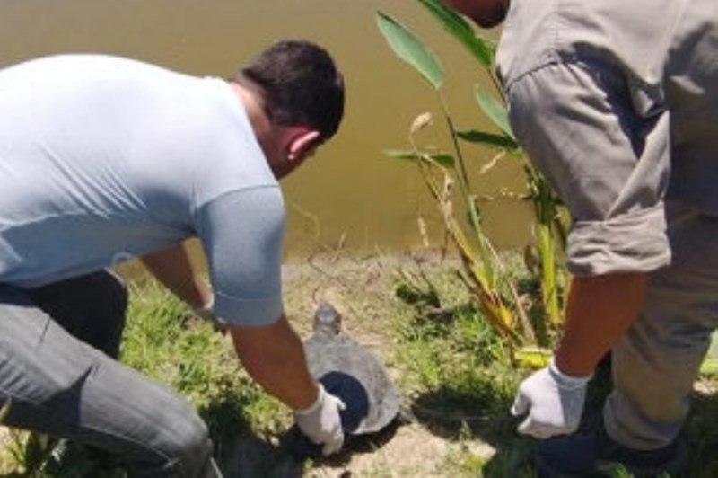 El municipio recuperó 14 tortugas y las llevó a su nuevo hábitat, Laguna Bosco